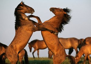 wild-horses-01-615